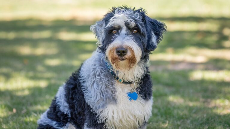 australian cattle dog doodle