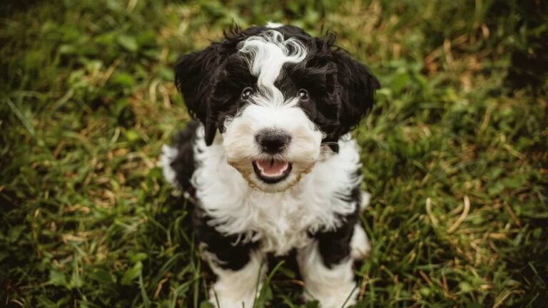 Adorable Mini Sheepadoodle puppy with a black-and-white coat sitting outdoors.