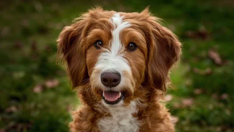 Close-up portrait of a Red Heeler Doodle with intelligent brown eyes and a reddish-brown and white coat.