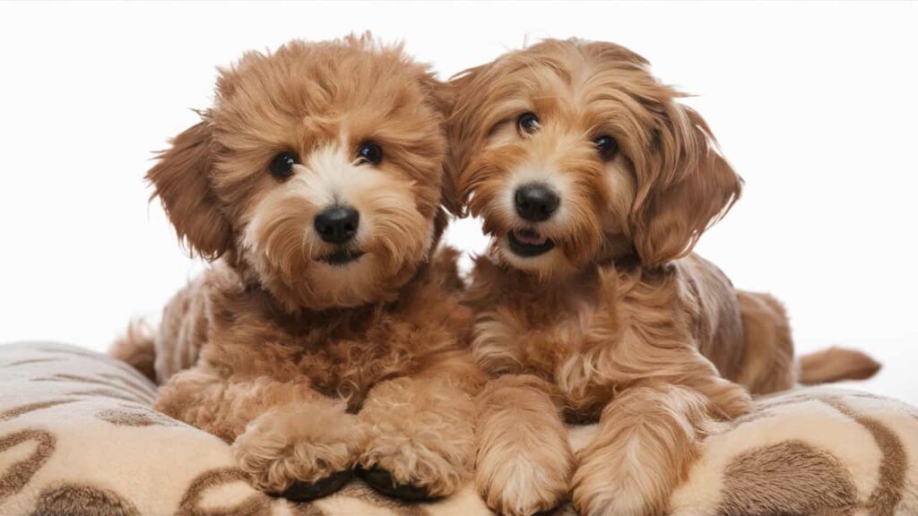 Types of Goldendoodle