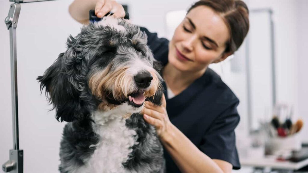 A groomer brushing the curly coat of a Merle Bernedoodle to prevent matting.