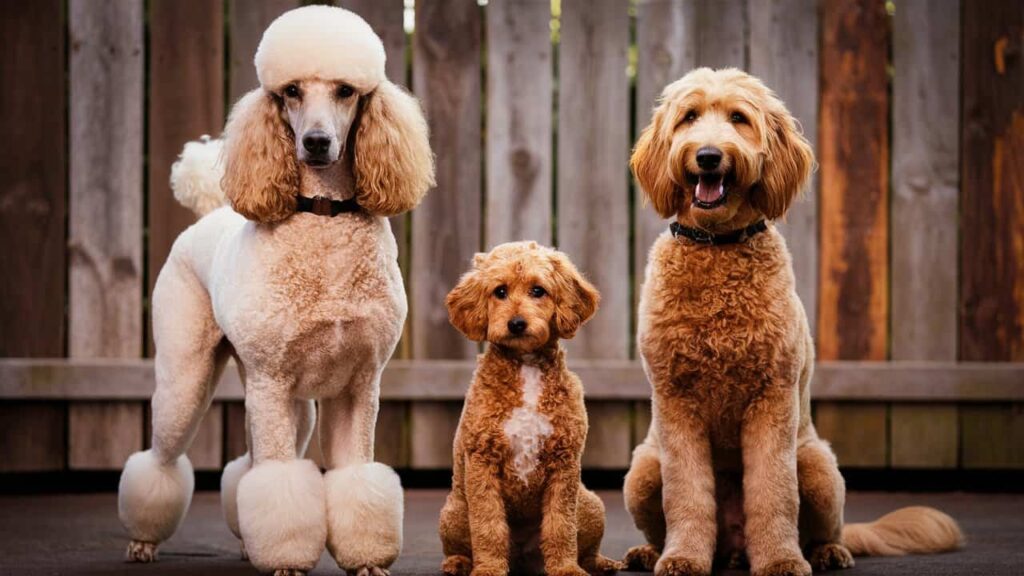 A size chart comparing Standard Poodles, Mini Poodles, and Goldendoodles of different sizes.