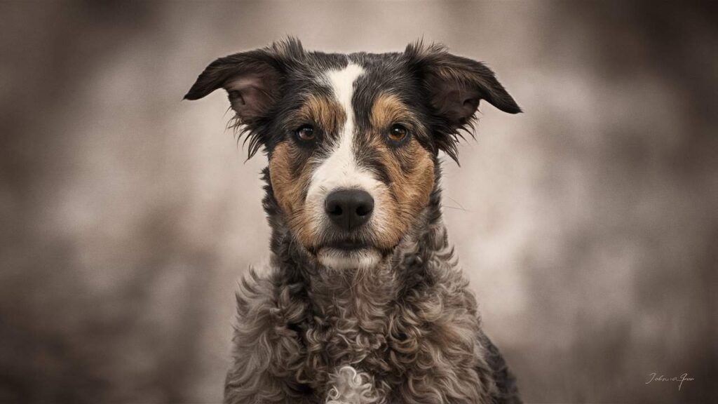 A close-up portrait of a Cattle Dog x Poodle, showcasing its intelligent expression and the combination of Australian Cattle Dog and Poodle features.