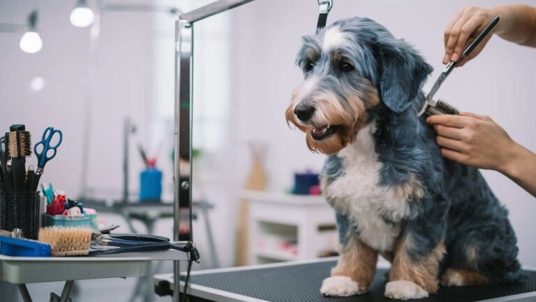 Blue merle mini labradoodle